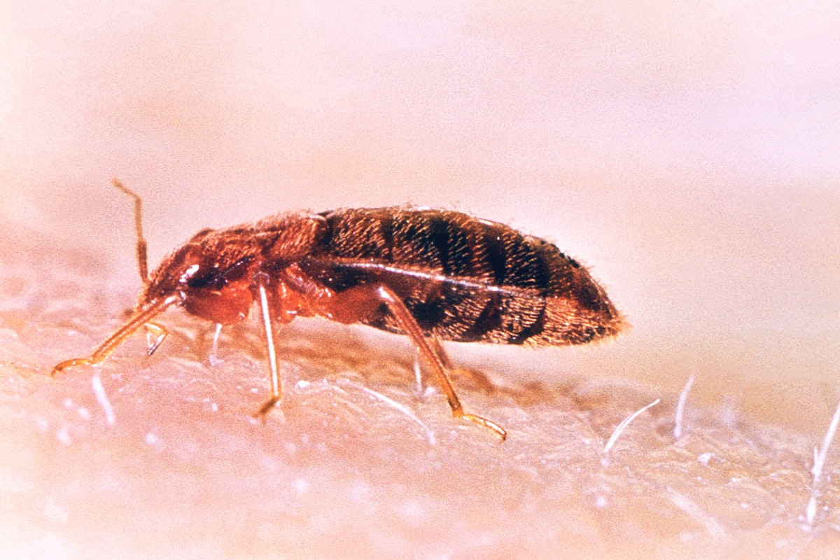 A left lateral view of a common bed bug, Cimex lectularius. Original image sourced from US Government department: Public Health Image Library, Centers for Disease Control and Prevention. Under US law this image is copyright free, please credit the government department whenever you can”.