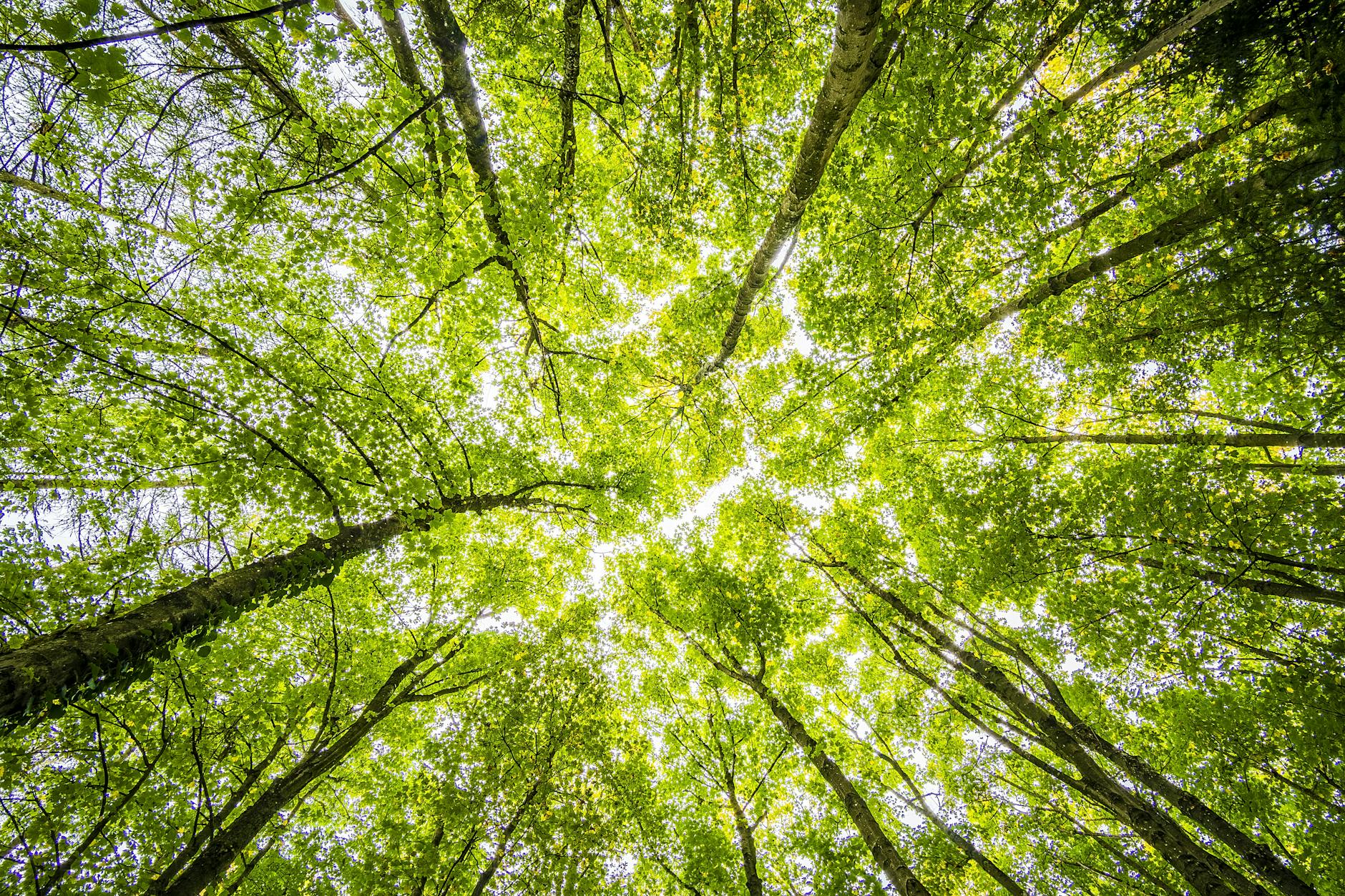 worms eyeview of green trees